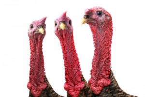 Three turkeys (head and neck only)