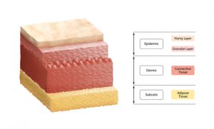 Layers of Skin Diagram