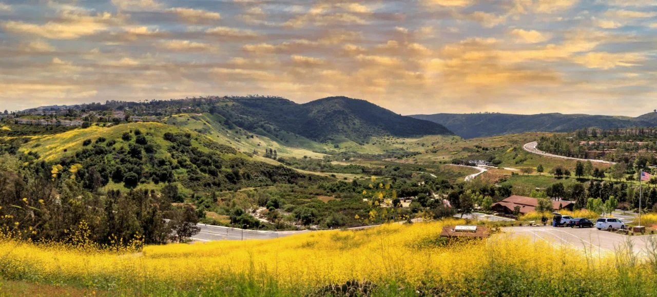 Hill with wild flowers in bloom