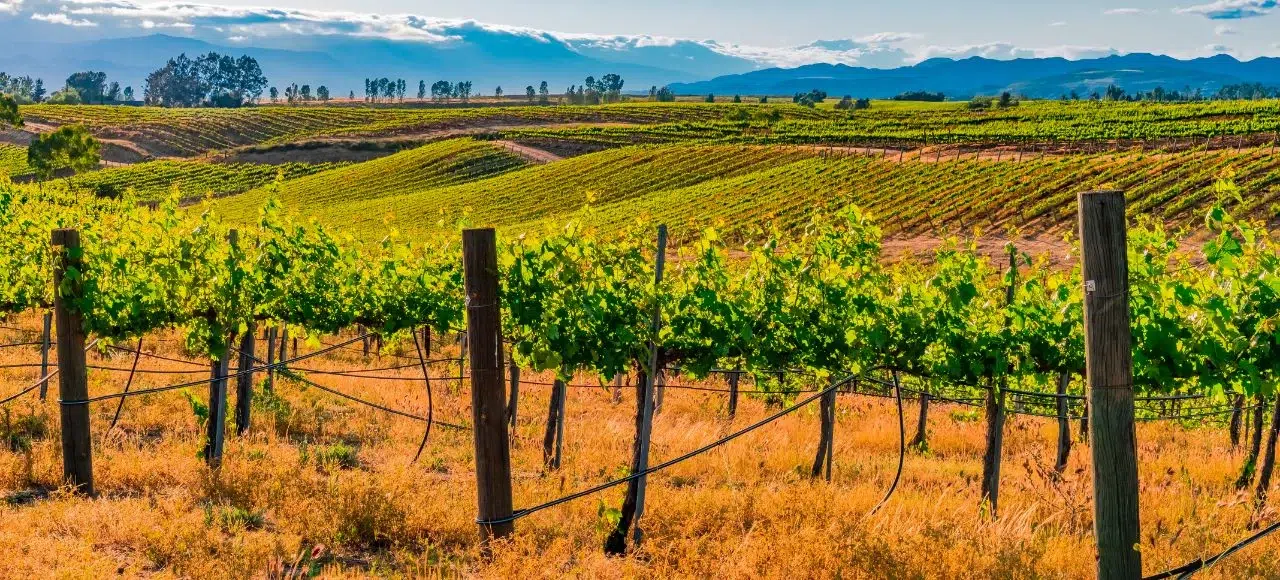 rows for grape vines